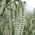 Garrya elliptica fleur P1B P5